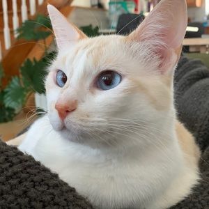 Meet your Posher, Becks